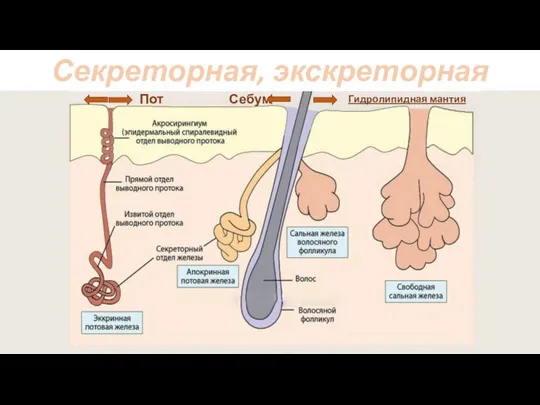 Секреторная, экскреторная Пот Гидролипидная мантия Себум