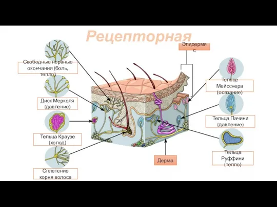 Рецепторная Дерма Тельце Мейсснера (осязание) Тельца Пачини (давление) Тельца Руффини (тепло)