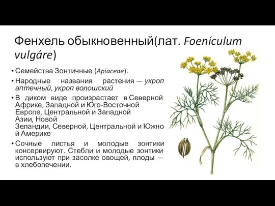 Фенхель обыкновенный(лат. Foenículum vulgáre) Семейства Зонтичные (Apiaceae). Народные названия растения —