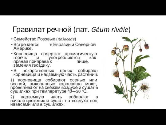 Гравилат речной (лат. Géum rivále) Семейство Розовые (Rosaceae) Встречается в Евразии