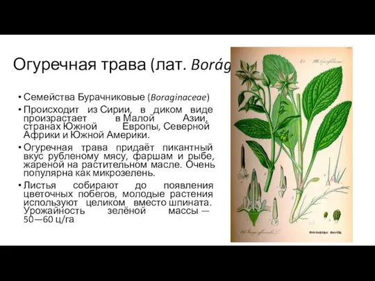 Огуречная трава (лат. Borágo) Семейства Бурачниковые (Boraginaceae) Происходит из Сирии, в