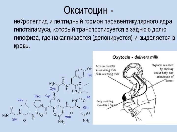 Окситоцин - нейропептид и пептидный гормон паравентикулярного ядра гипоталамуса, который транспортируется