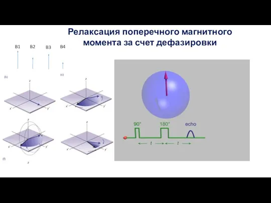 Релаксация поперечного магнитного момента за счет дефазировки B1 B2 B3 B4