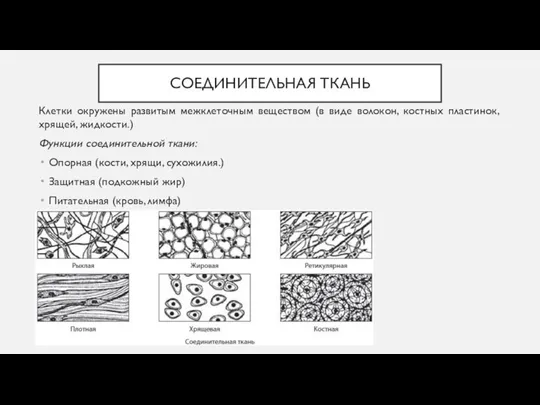 СОЕДИНИТЕЛЬНАЯ ТКАНЬ Клетки окружены развитым межклеточным веществом (в виде волокон, костных