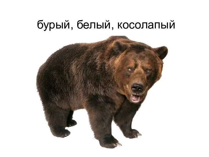 бурый, белый, косолапый