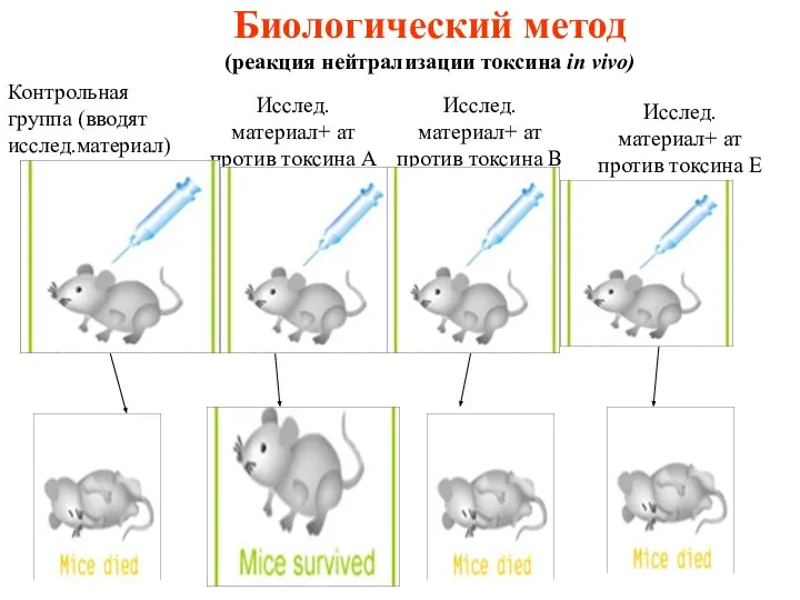 Биологический метод (реакция нейтрализации токсина in vivo) Контрольная группа (вводят исслед.материал)