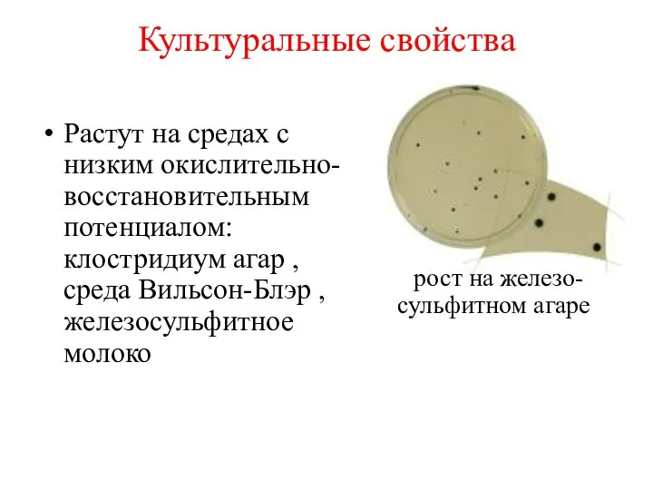 Растут на средах с низким окислительно-восстановительным потенциалом: клостридиум агар , среда