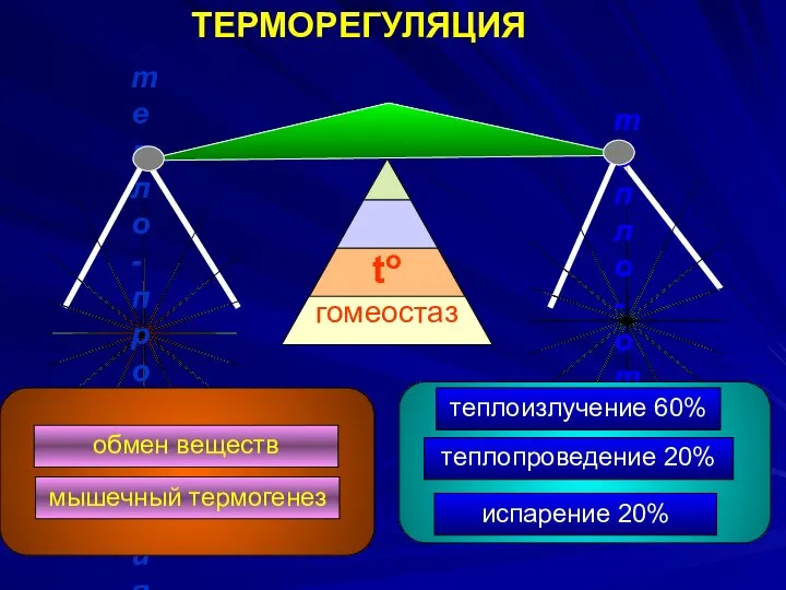 to гомеостаз ТЕРМОРЕГУЛЯЦИЯ