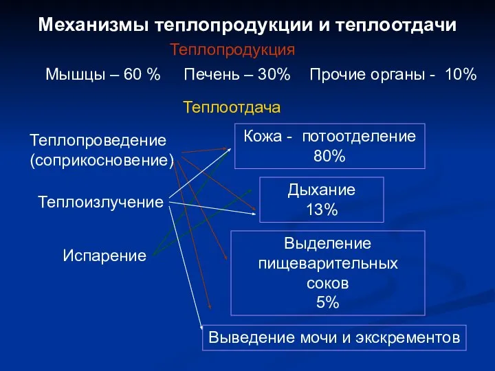 Механизмы теплопродукции и теплоотдачи Теплопродукция Мышцы – 60 % Печень –