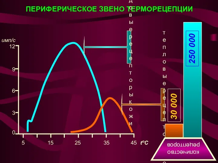 ПЕРИФЕРИЧЕСКОЕ ЗВЕНО ТЕРМОРЕЦЕПЦИИ количество рецепторов