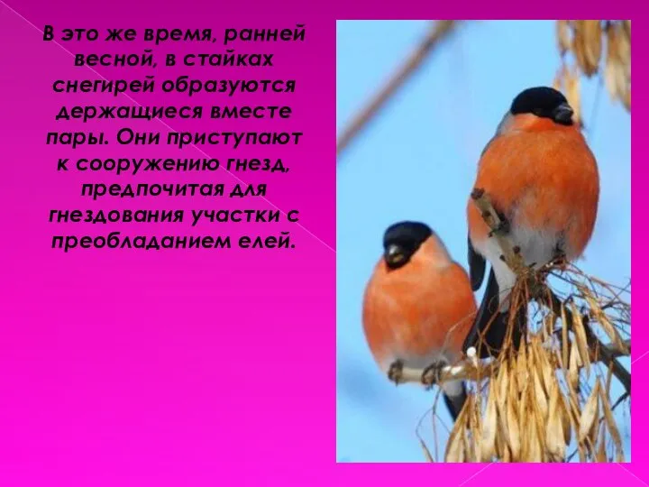 В это же время, ранней весной, в стайках снегирей образуются держащиеся