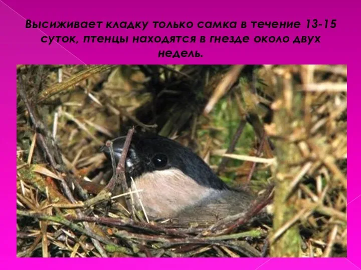 Высиживает кладку только самка в течение 13-15 суток, птенцы находятся в гнезде около двух недель.