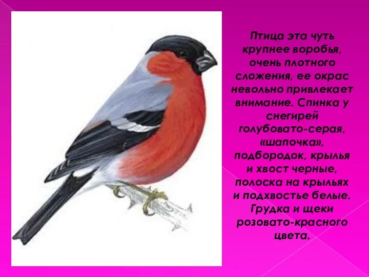 Птица эта чуть крупнее воробья, очень плотного сложения, ее окрас невольно