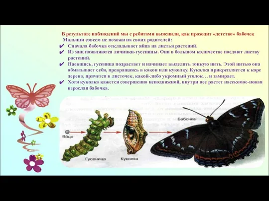 В результате наблюдений мы с ребятами выяснили, как проходит «детство» бабочек