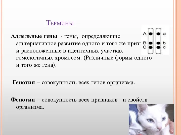 Термины Аллельные гены - гены, определяющие альтернативное развитие одного и того