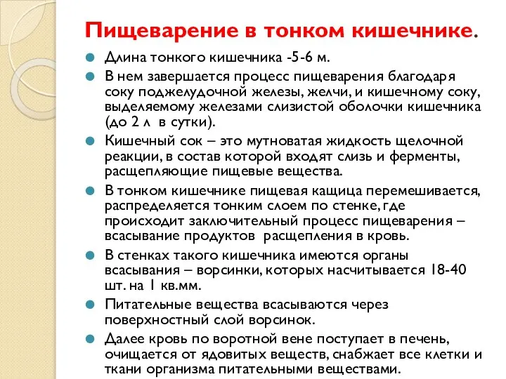 Пищеварение в тонком кишечнике. Длина тонкого кишечника -5-6 м. В нем