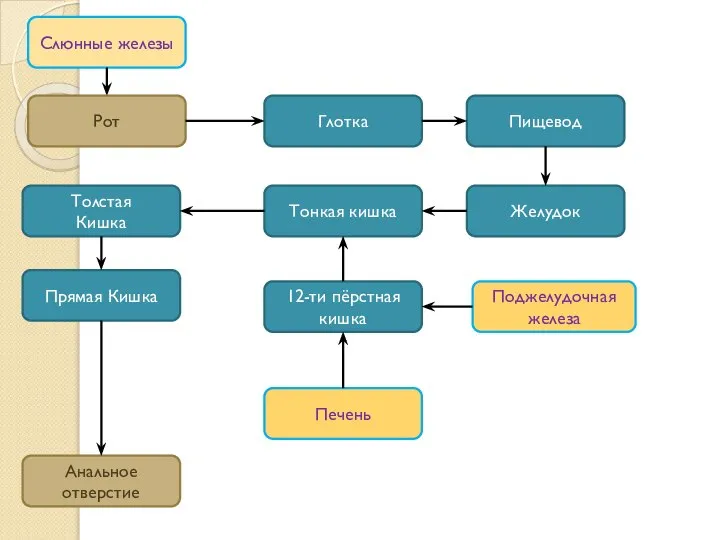 Слюнные железы Рот Глотка Пищевод Желудок Тонкая кишка 12-ти пёрстная кишка