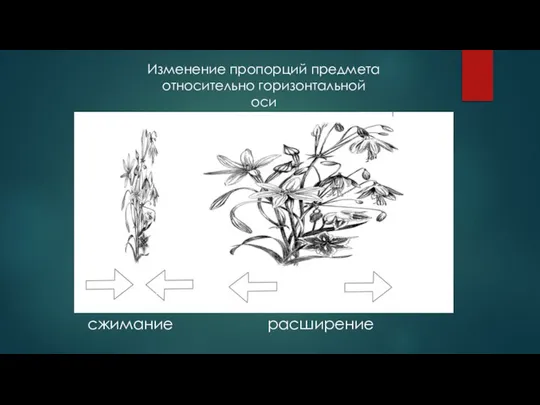 Изменение пропорций предмета относительно горизонтальной оси сжимание расширение