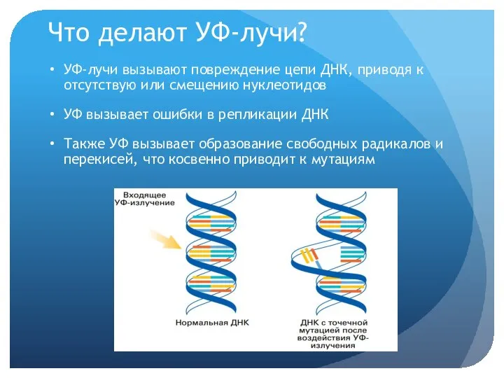 Что делают УФ-лучи? УФ-лучи вызывают повреждение цепи ДНК, приводя к отсутствую