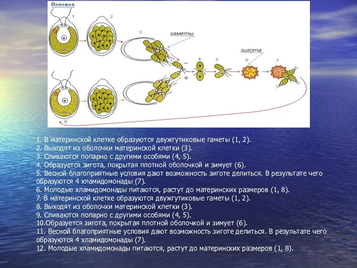 1. В материнской клетке образуются двужгутиковые гаметы (1, 2). 2. Выходят