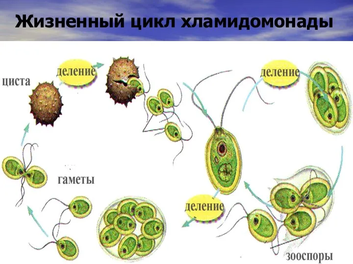 Жизненный цикл хламидомонады