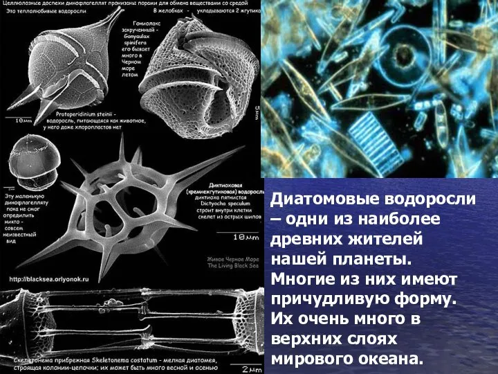 Диатомовые водоросли – одни из наиболее древних жителей нашей планеты. Многие