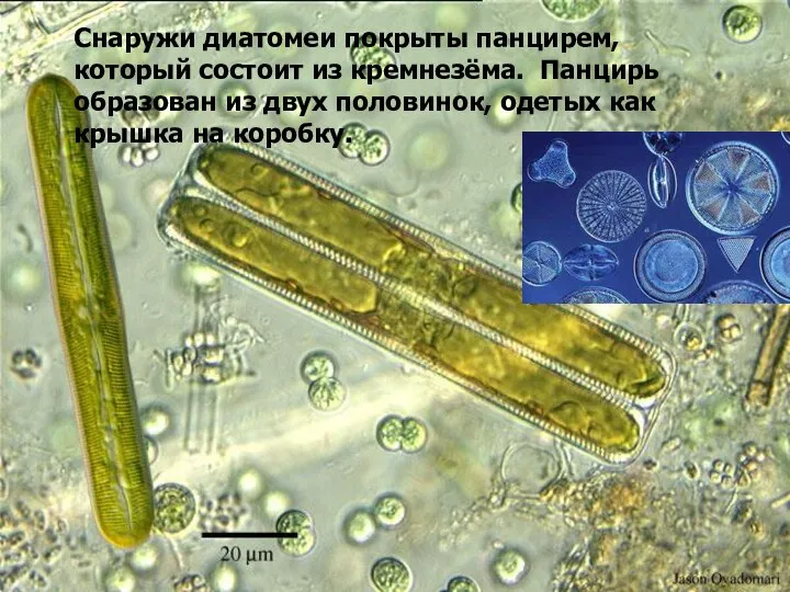 Снаружи диатомеи покрыты панцирем, который состоит из кремнезёма. Панцирь образован из