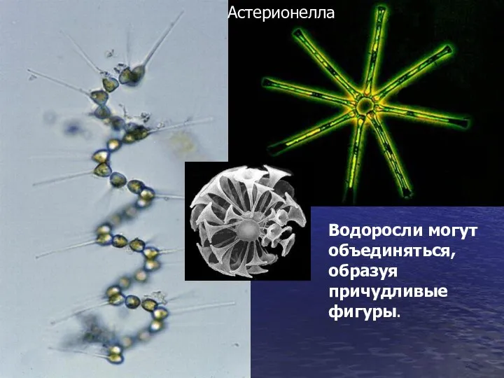 Астерионелла Водоросли могут объединяться, образуя причудливые фигуры.