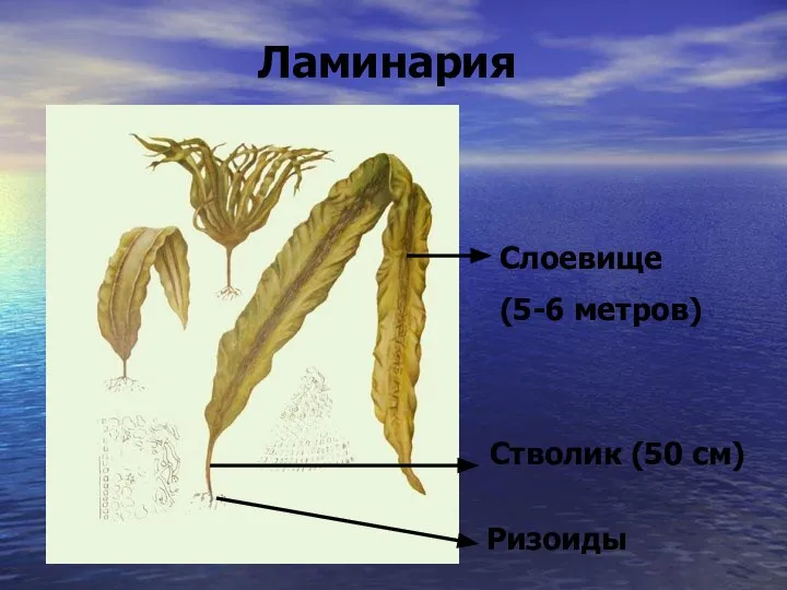 Ламинария Слоевище (5-6 метров) Стволик (50 см) Ризоиды