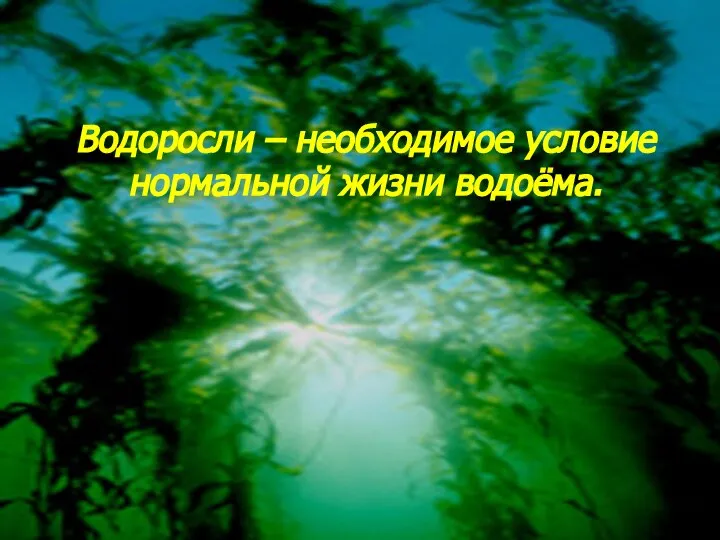 Водоросли – необходимое условие нормальной жизни водоёма.