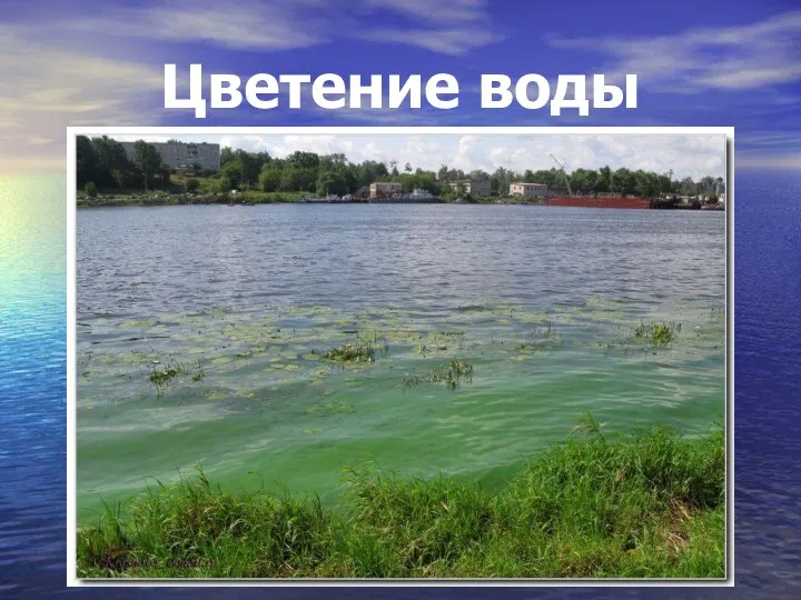 Цветение воды