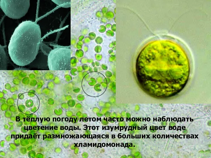 В тёплую погоду летом часто можно наблюдать цветение воды. Этот изумрудный