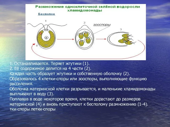 1. Останавливается. Теряет жгутики (1). 2. Её содержимое делится на 4