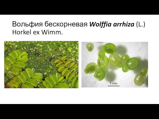 Вольфия бескорневая Wolffia arrhiza (L.) Horkel ex Wimm.