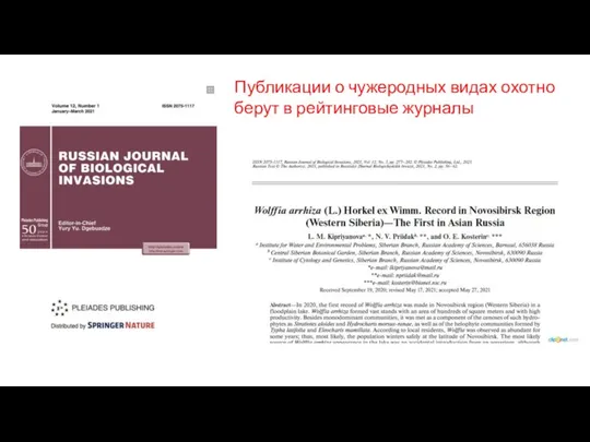 Публикации о чужеродных видах охотно берут в рейтинговые журналы