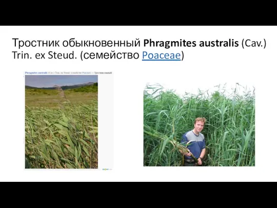 Тростник обыкновенный Phragmites australis (Cav.) Trin. ex Steud. (семейство Poaceae)