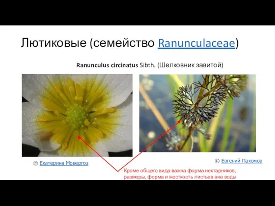 Лютиковые (семейство Ranunculaceae) Ranunculus circinatus Sibth. (Шелковник завитой) Кроме общего вида