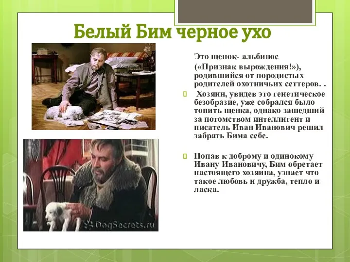 Белый Бим черное ухо Это щенок- альбинос («Признак вырождения!»), родившийся от