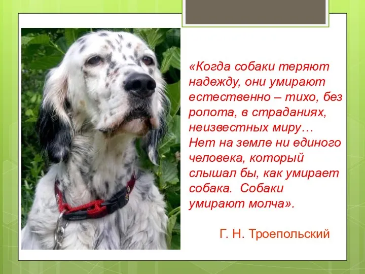 «Когда собаки теряют надежду, они умирают естественно – тихо, без ропота,