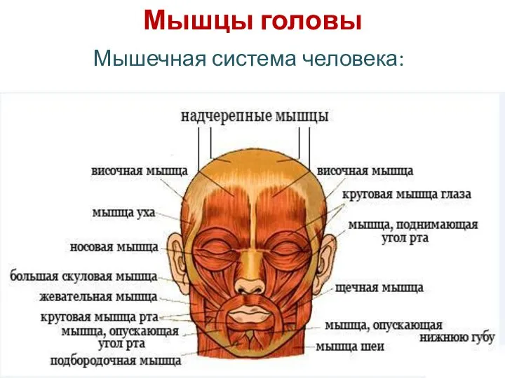 Мышцы головы Мышечная система человека: