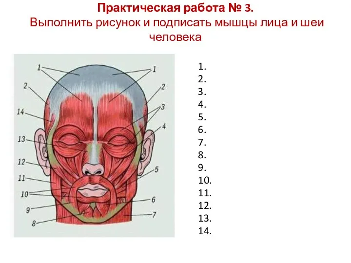 Практическая работа № 3. Выполнить рисунок и подписать мышцы лица и
