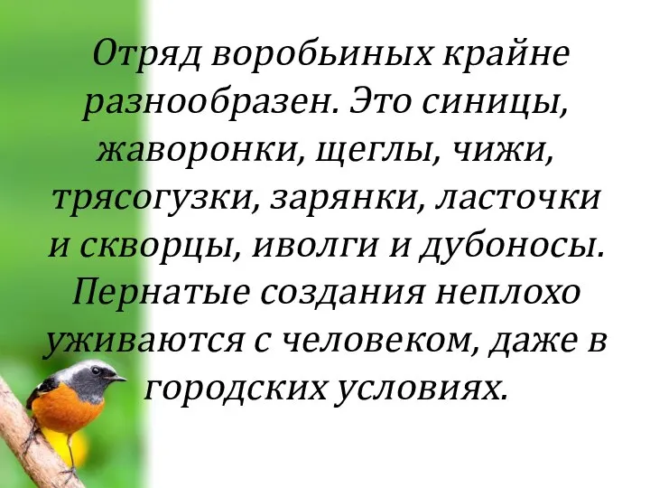 Отряд воробьиных крайне разнообразен. Это синицы, жаворонки, щеглы, чижи, трясогузки, зарянки,