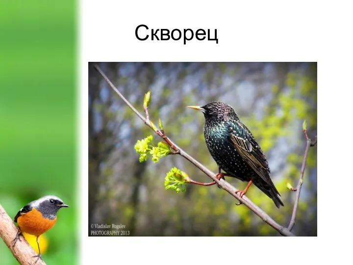 Скворец