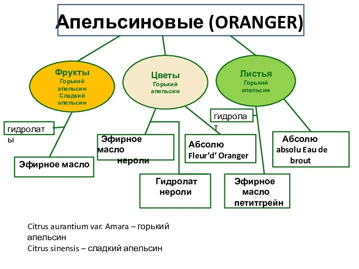 Апельсиновые (ORANGER) Фрукты Горький апельсин Сладкий апельсин Цветы Горький апельсин Листья