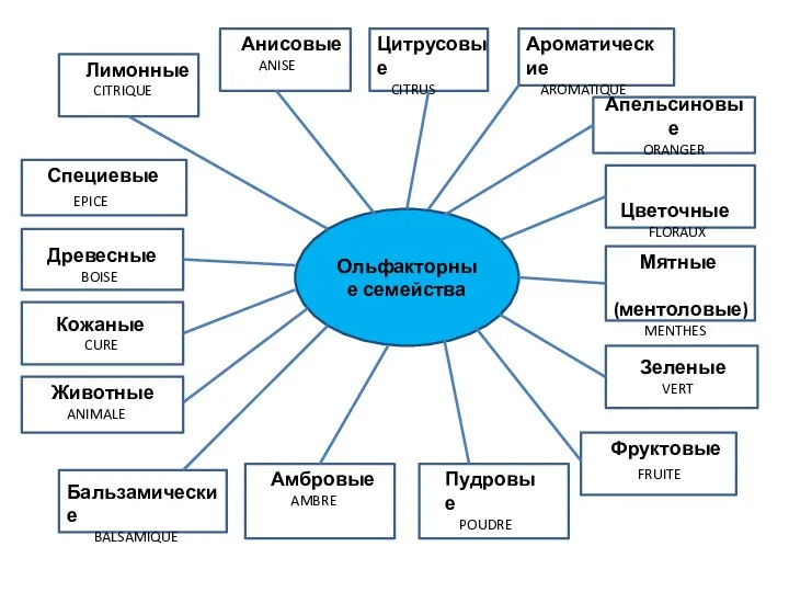 Ольфакторные семейства Апельсиновые ORANGER Цветочные FLORAUX Мятные (ментоловые) MENTHES Зеленые VERT