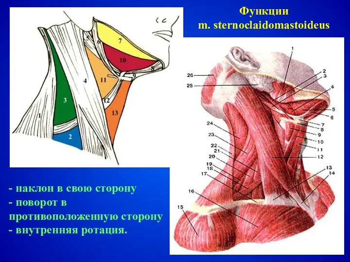 - наклон в свою сторону - поворот в противоположенную сторону - внутренняя ротация. Функции m. sternoclaidomastoideus