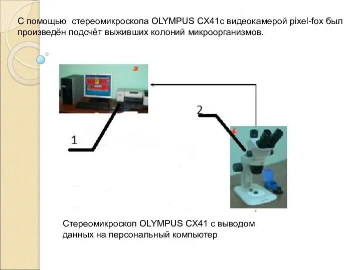 C помощью стереомикроскопа OLYMPUS СX41с видеокамерой pixel-fox был произведён подсчёт выживших