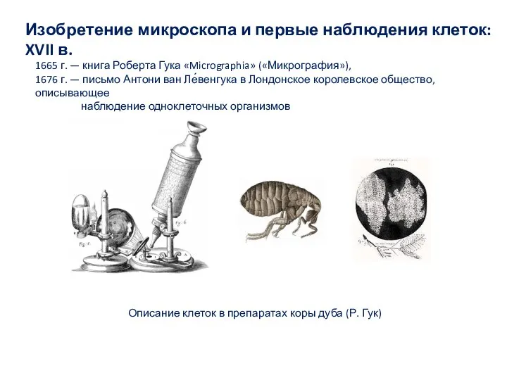 Изобретение микроскопа и первые наблюдения клеток: XVII в. 1665 г. —