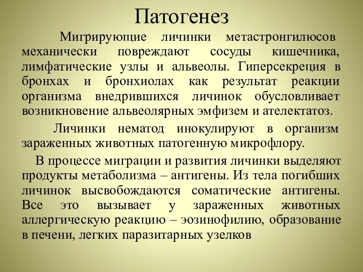 Патогенез Мигрирующие личинки метастронгилюсов механически повреждают сосуды кишечника, лимфатические узлы и