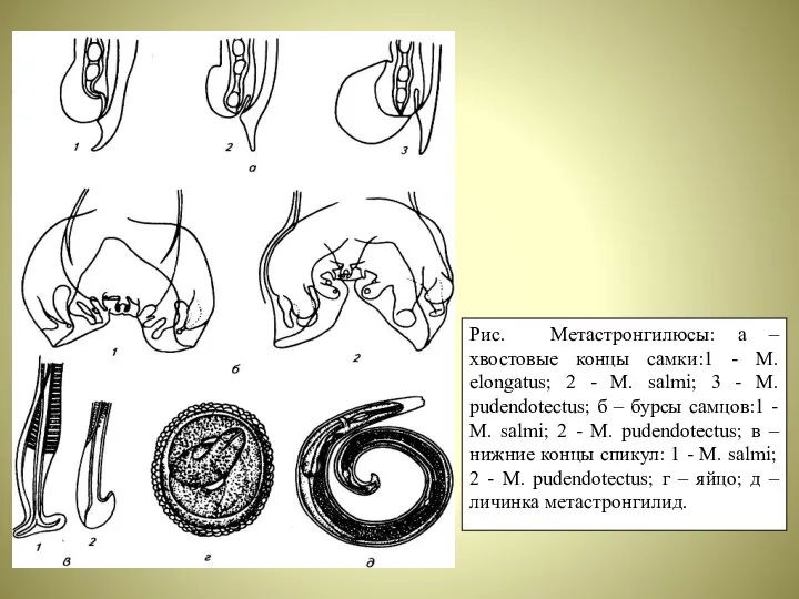 Рис. Метастронгилюсы: а – хвостовые концы самки:1 - M. elongatus; 2